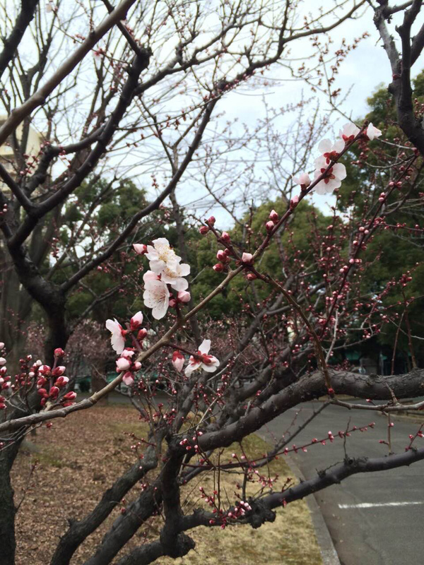 輿水さん桜１